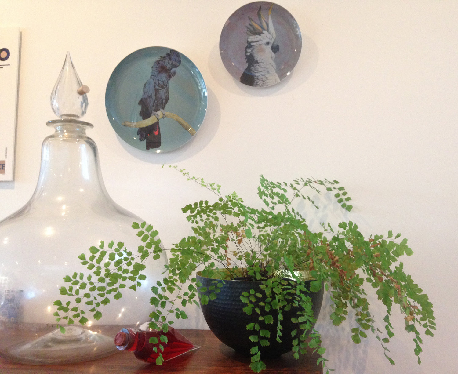 Indoor Plants and Low Light