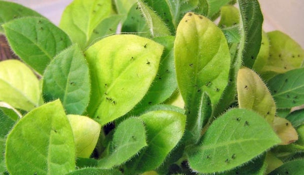 I Have Tiny Flying Insects Around My Plants!?
