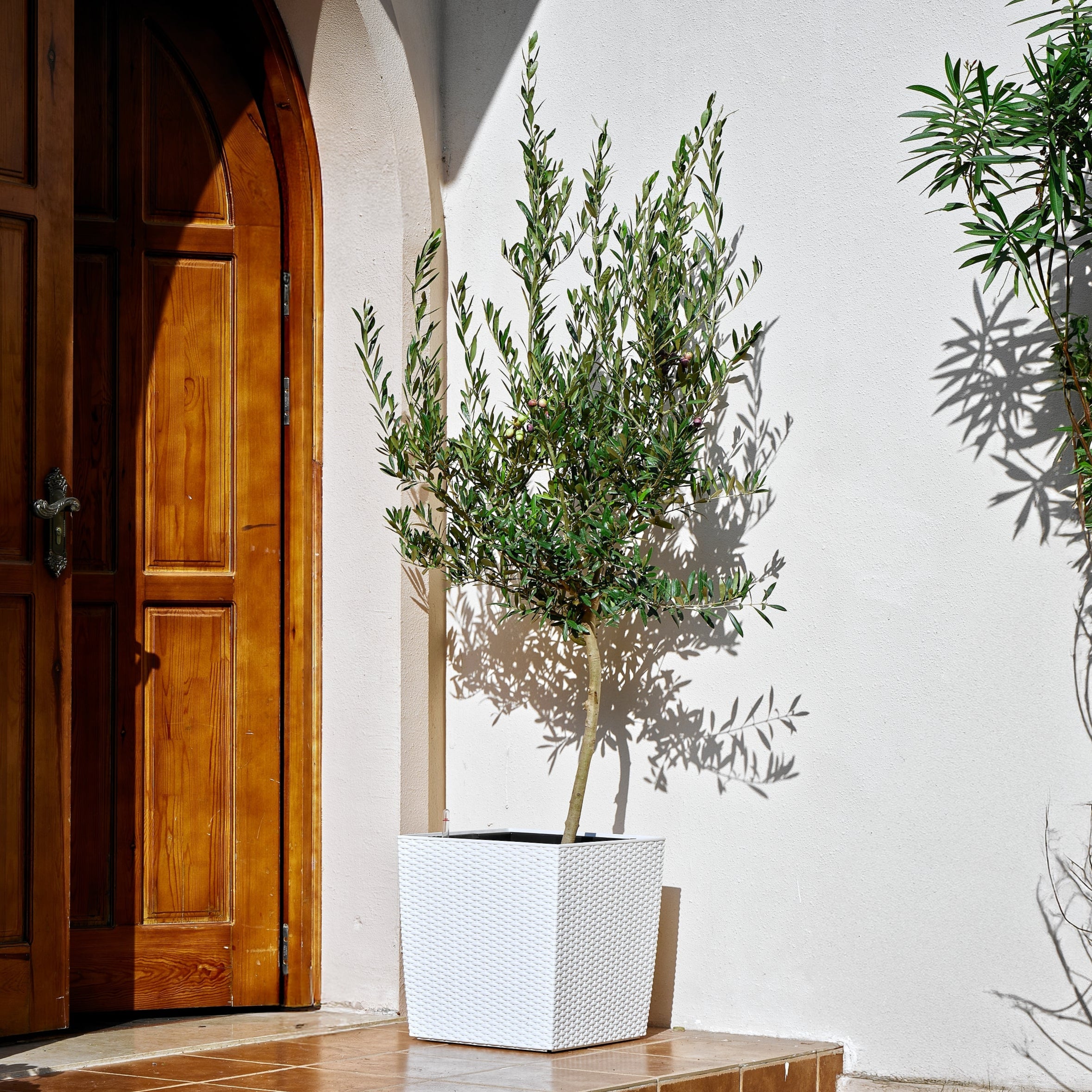 indoor/outdoor self-watering planter Terra Nest