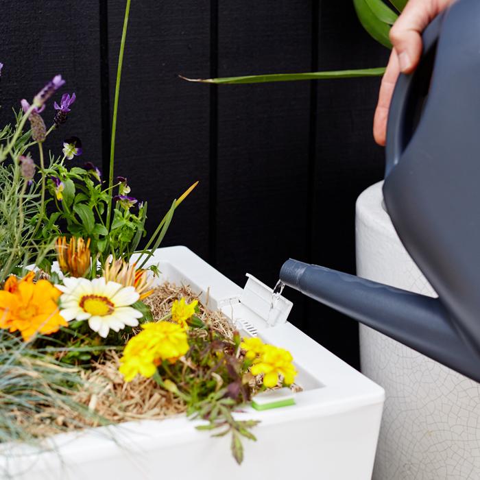 Watering a modern white planter box